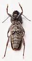 Xylotrechus nunenmacheri - photo 2
