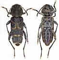 Poplar-butt Borer - photo 2