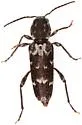 Xylotrechus quercus - photo 2