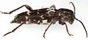 Xylotrechus quercus - photo 3