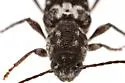 Xylotrechus quercus - photo 4