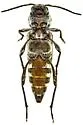 Xylotrechus quercus - photo 5