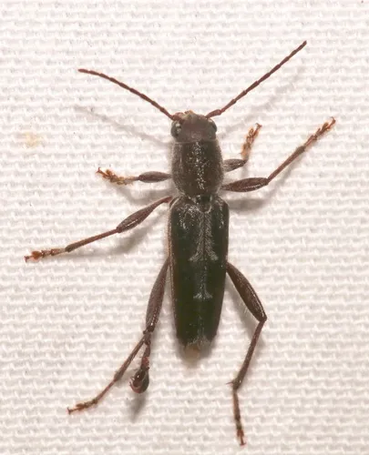 Arrowhead Borer