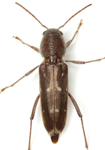 Arrowhead Borer - photo 2