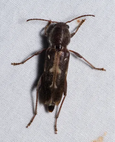 Arrowhead Borer - photo 3