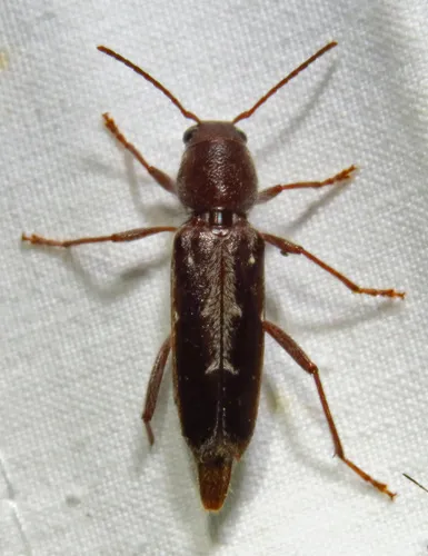Arrowhead Borer - photo 4