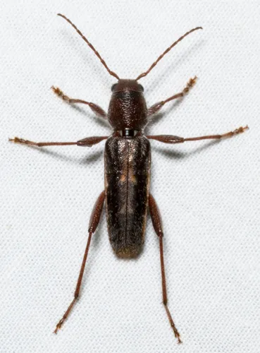Arrowhead Borer - photo 5