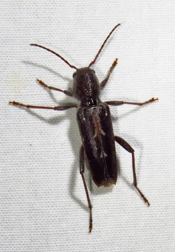 Arrowhead Borer - photo 7