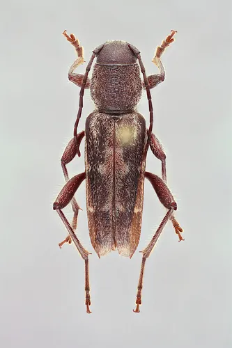 Arrowhead Borer - photo 8