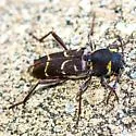 Xylotrechus schaefferi - Xylotrechus schaefferi
