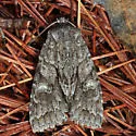 Acadian Sallow - Hodges#9980