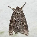 Acadian Sallow - Hodges#9980 - photo 2