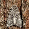 Acadian Sallow - Hodges#9980 - photo 3