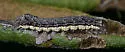 Acadian Sallow - Hodges#9980 - photo 4