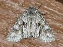 Acadian Sallow - Hodges#9980 - photo 5