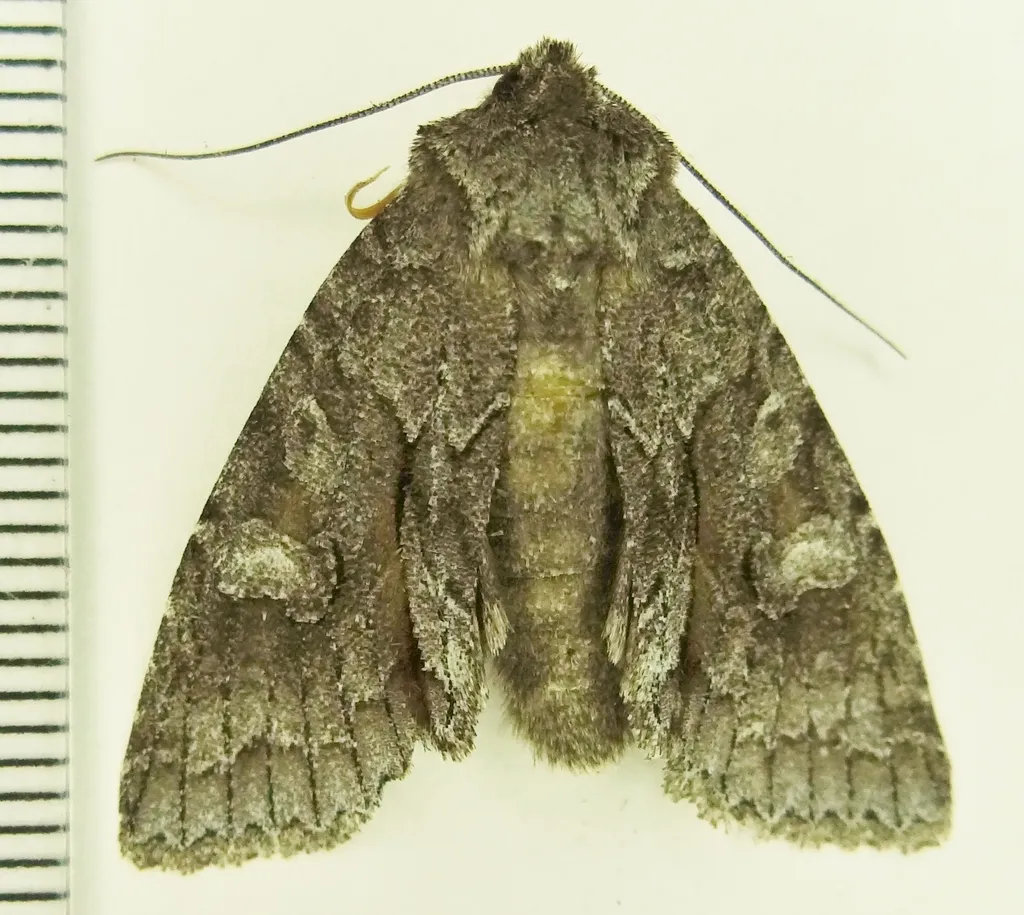 Broad Sallow Moth - Hodges#9979 - photo 2