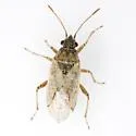 Xyonysius adjunctor