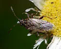 Xyonysius basalis - Xyonysius basalis