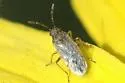 California False Chinch Bug