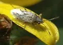 California False Chinch Bug - photo 2