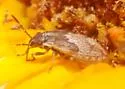 California False Chinch Bug - photo 3
