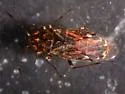 California False Chinch Bug - photo 4