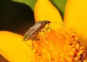 California False Chinch Bug - photo 5