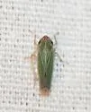 Xyphon flaviceps