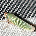 Xyphon flaviceps - photo 2