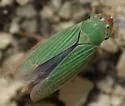 Xyphon flaviceps - photo 3