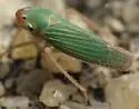 Xyphon flaviceps - photo 4