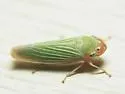 Xyphon flaviceps - photo 5