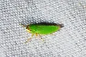 Xyphon fulgidum