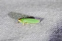 Xyphon fulgidum - photo 2
