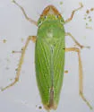 Xyphon fulgidum - photo 3