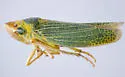 Xyphon fulgidum - photo 4
