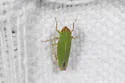 Xyphon fulgidum - photo 5