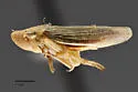 Xyphon gillettei