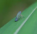 Bermudagrass Leafhopper