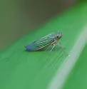 Bermudagrass Leafhopper - photo 2