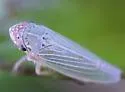 Bermudagrass Leafhopper - photo 3