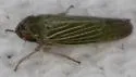 Bermudagrass Leafhopper - photo 4