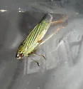 Bermudagrass Leafhopper - photo 5