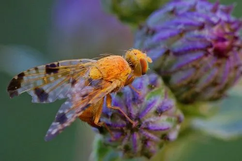 Xyphosia miliaria