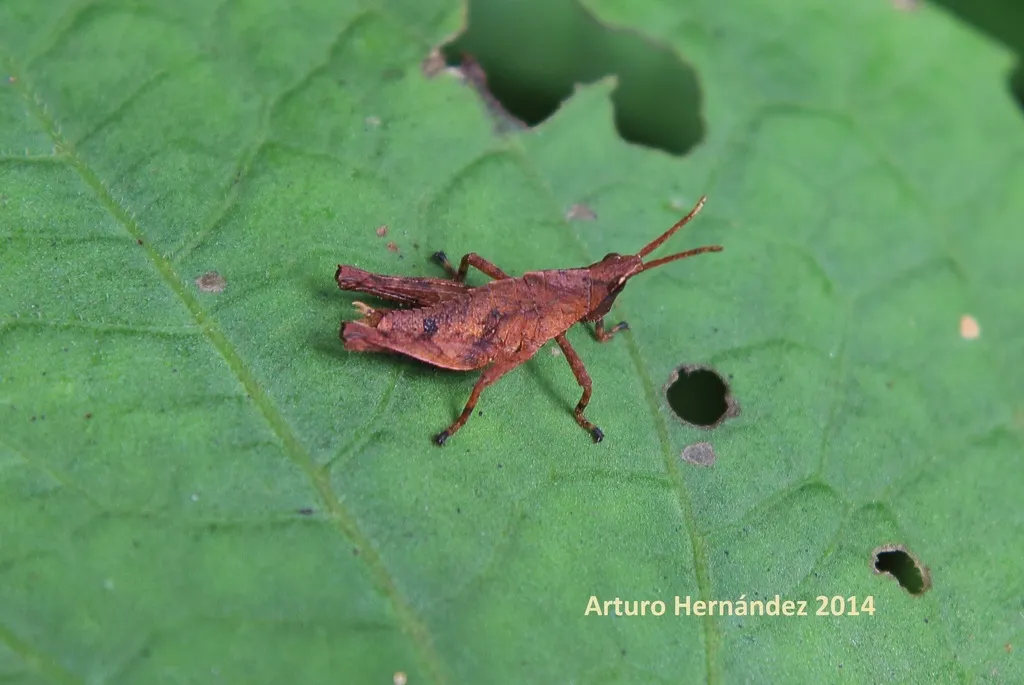 Razor-backed Bush-hoppers - photo 2