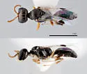 Xysma ceanothae