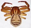 Xysticus acquiescens