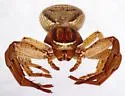 Xysticus acquiescens - photo 2