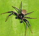 Xysticus alboniger - photo 2