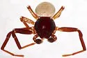 Xysticus alboniger - photo 3